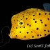 boxfish_yellow_juvenile_kbraerpr3_h_0204_sul7051.jpg